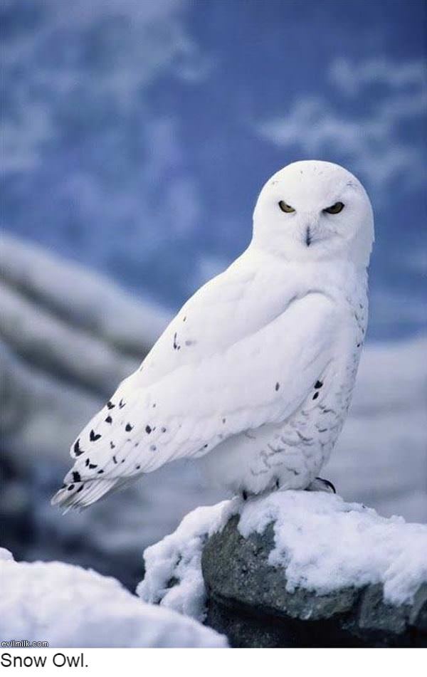 My Evilmilk My evilmilk Post 152 rxrv3 My Evilmilk My evilmilk Post 152 rxrv3