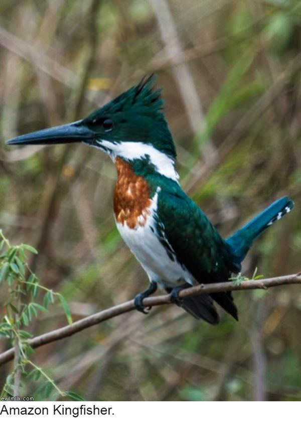 My Evilmilk My evilmilk Post 152 znysd My Evilmilk My evilmilk Post 152 znysd