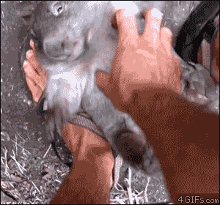 Gifs Amateur Girls Animal Fucked