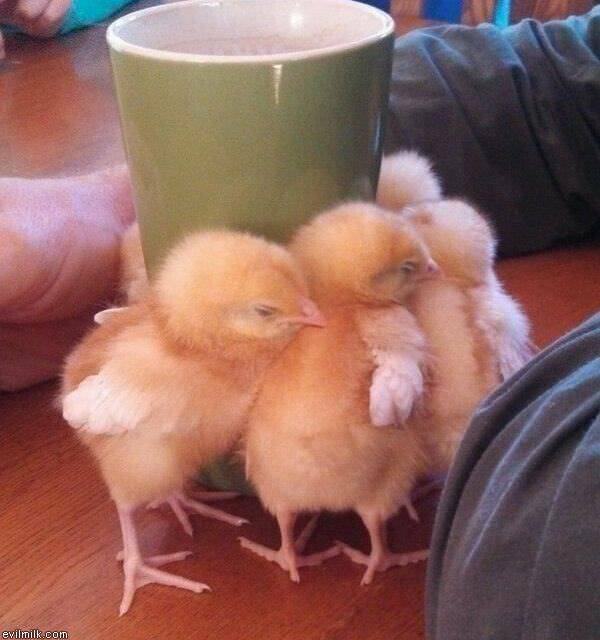 My Evilmilk Chicks Love Hot Morning Coffee