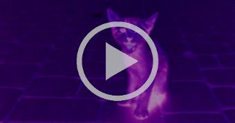 DRUM n BASS n CATS KITTY CATS GOING CRAZY ON DnB t