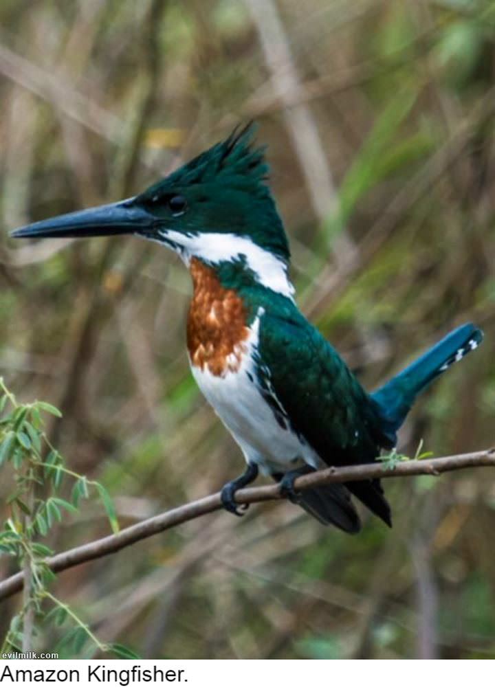 my-evilmilk-russian-bot