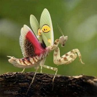 picture