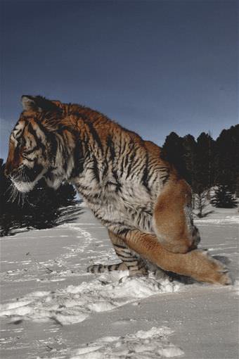 picture