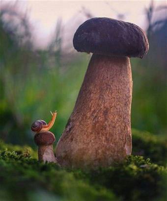 picture