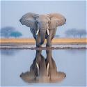 Reflection