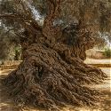 The World’s Oldest Olive Tree Still Bears Fruit Af