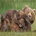 Brown Bear Nursing, Susan Peter photo, CC BY-NC-SA