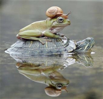 picture