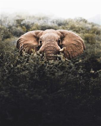 picture
