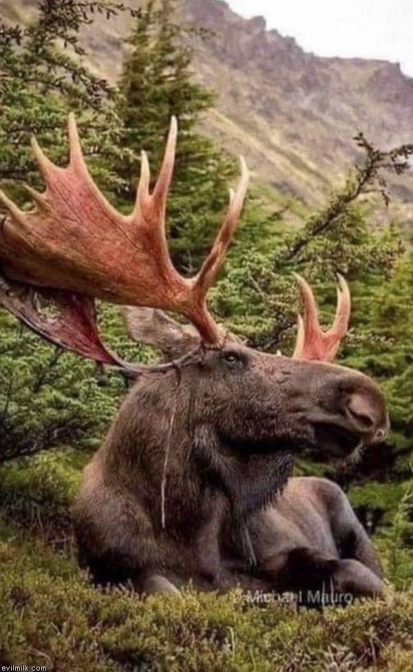 Righteous Moose My.Evilmilk | The MOOSE is LOOSE