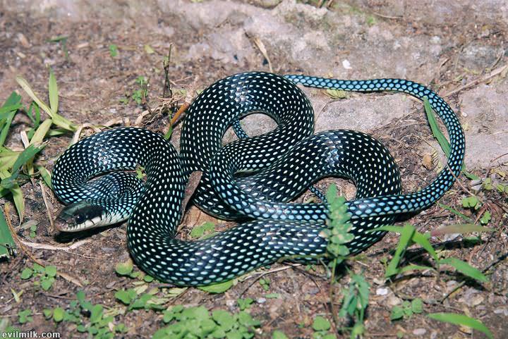 Змеи юга. Drymobius margaritiferus. Змея из семейства ужей с цветным животиком. Змея из семейства ушей с цветным животиком. Сонора змея.