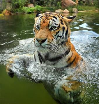 picture