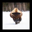 5-5-2026 Bison