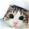 TripKitty