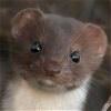 Weasel33