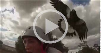 Angry Magpie's