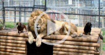 Lion and Cute Sausage Dog At Feeding Time