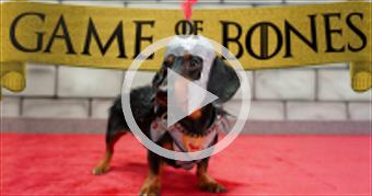 Ep 5. GAME of BONES - "Dachshunds are Coming"