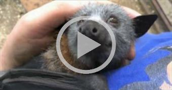 Juvenile bat squeaks while being petted.