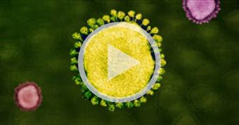 What (Hydroxy)chloroquine Does To The Body