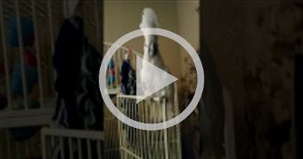 Cockatoo dancing to Welcome to the Jungle by Guns 