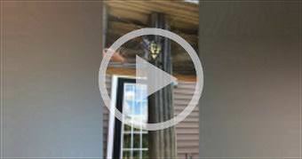 Giant Spider Gets Fed