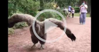 Huge Baby Vulture, still covered in down.