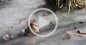 This is how Alligators frozen in ice, survive wint