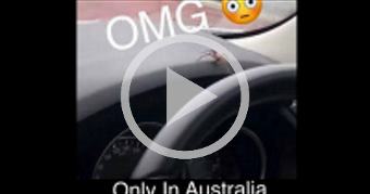 OMG Only In Australia Do You See This Stuff 
