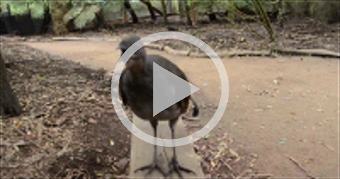 Lyrebird: The Best Songbird Ever!