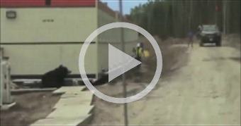 Scary Bear Prank On Construction Worker