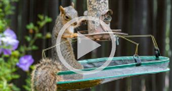 Squirrel Raids Bird Feeder - Cyclotron Physicist B