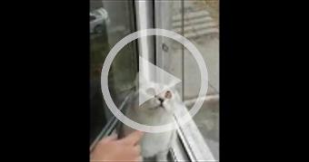 Existential Crisis Cat