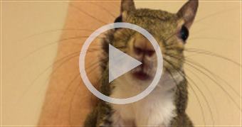A Talking Squirrel 