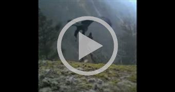 Golden Eagle