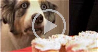 The ORIGINAL Stains from "It's Me or the Dog"