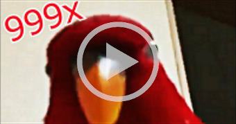 red bird meme (speed 999x)