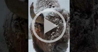 Purring Buffalo