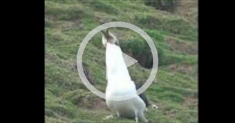 Seagull eating a whole Rabbit
