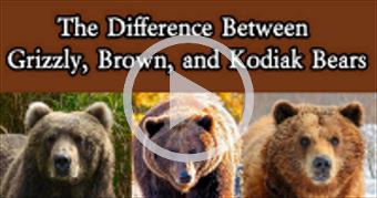 Difference Between Grizzly, Brown, and Kodiak Bear