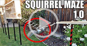 Squirrel Maze 1.0- Ninja Warrior Course
