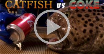 Catfish vs Coke, actually it's a Wolf Eel species