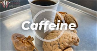 What Caffeine Does to the Body
