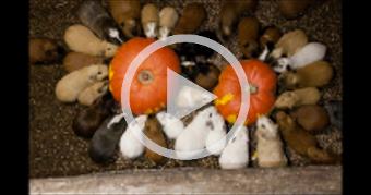 Guinea pig herd having breakfast and dinner