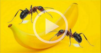 What will ants do to an banana for 24 hours ? Time