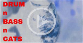 DRUM n BASS n CATS PARTY CATS GOING CRAZY