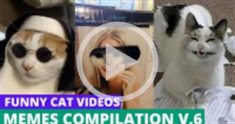 HOW TO BE A CAT ?  Eps. 6 - Funny Cats Videos Meme