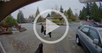 Package Thief Caught in the Act || ViralHog