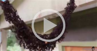 Army Ants Build Bridge to Attack Wasp Nest! Amazin